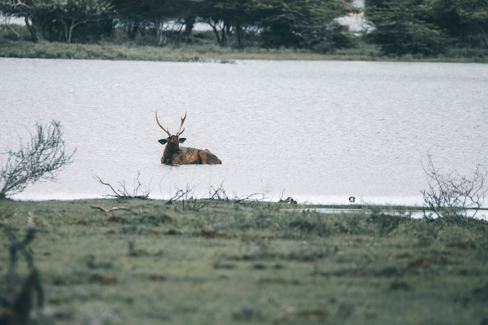 Photograph by Vinod Vidushka M.L.