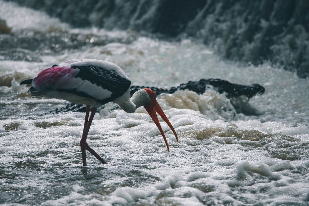 Photograph by Vinod Vidushka M.L.