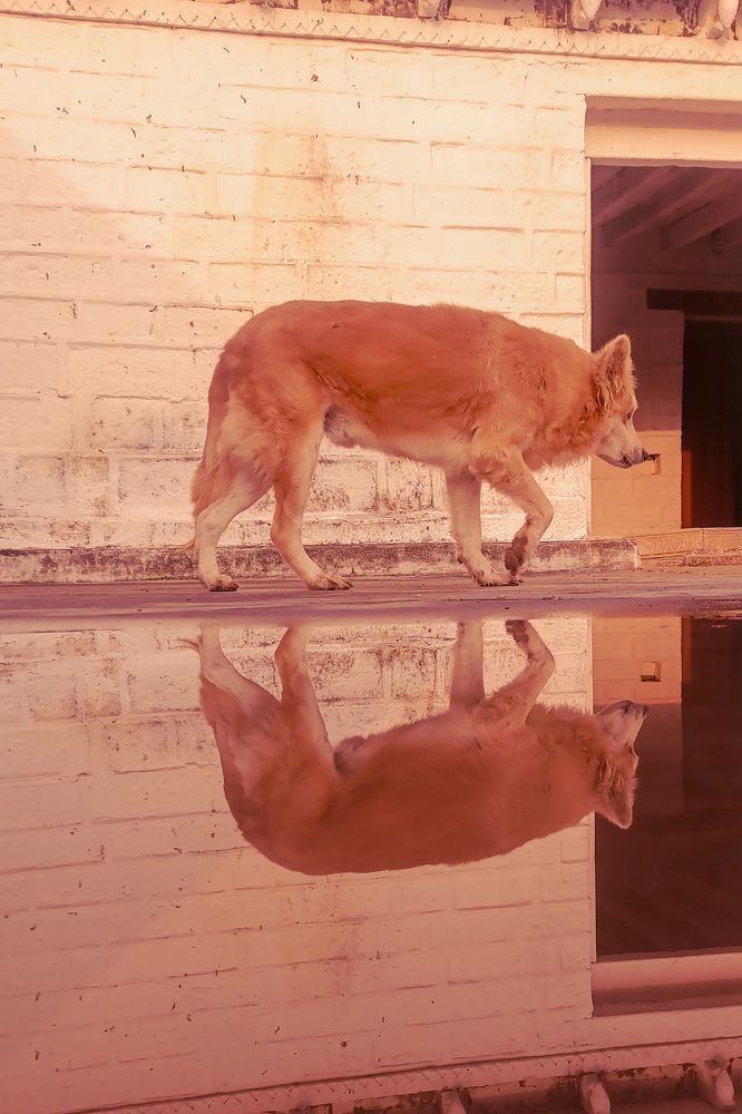 Фотография автора Rajvardhan Singh