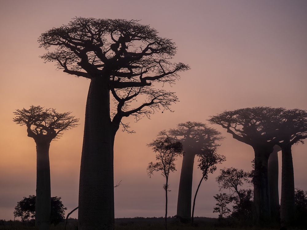 Баобабы на рассвете