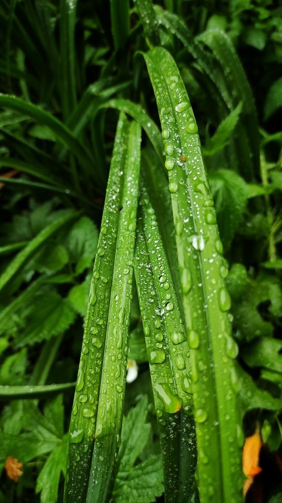 Photograph by Наталья Рау