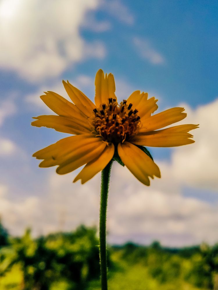 Don't come empty-handed but bring a bunch of flowers, Even if they are roadside wildflowers, they are not insignificant.