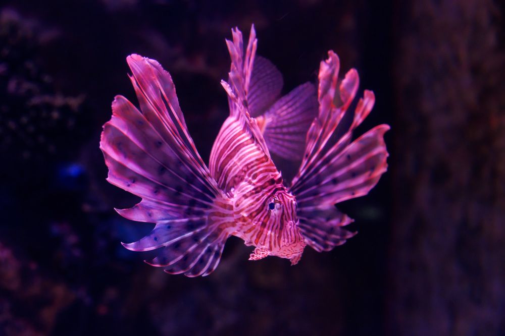 Photograph by Людмила Аксенова