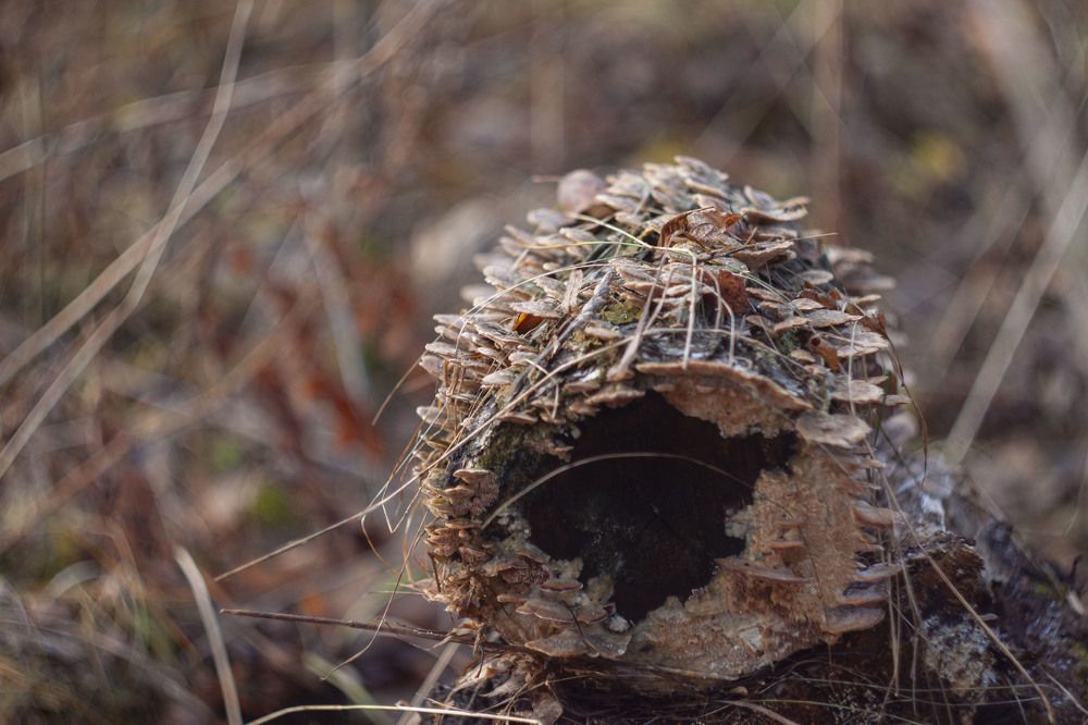 Photograph by Владислав Капанов