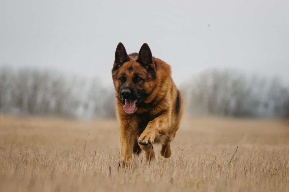 Photograph by Ангелина Ледовская