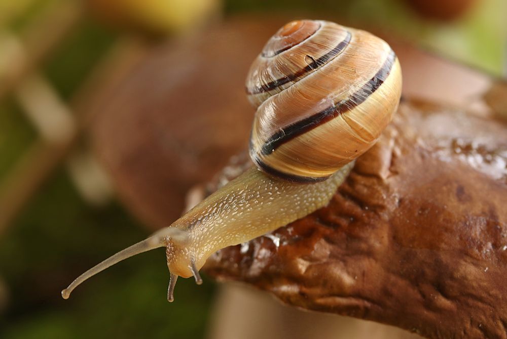 Photograph by Шруб (Беляева) Татьяна