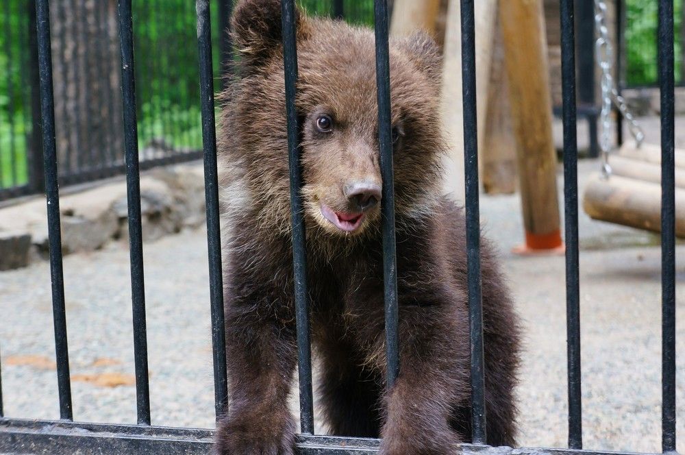 Бурый медведь в зоопарке