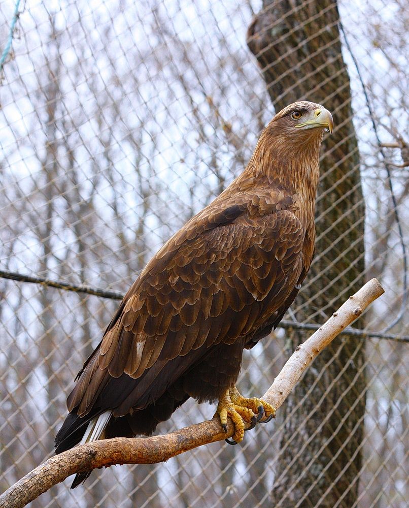 Фотография автора АЛЕКСАНДР ЦЫГЕЛЬНЮК
