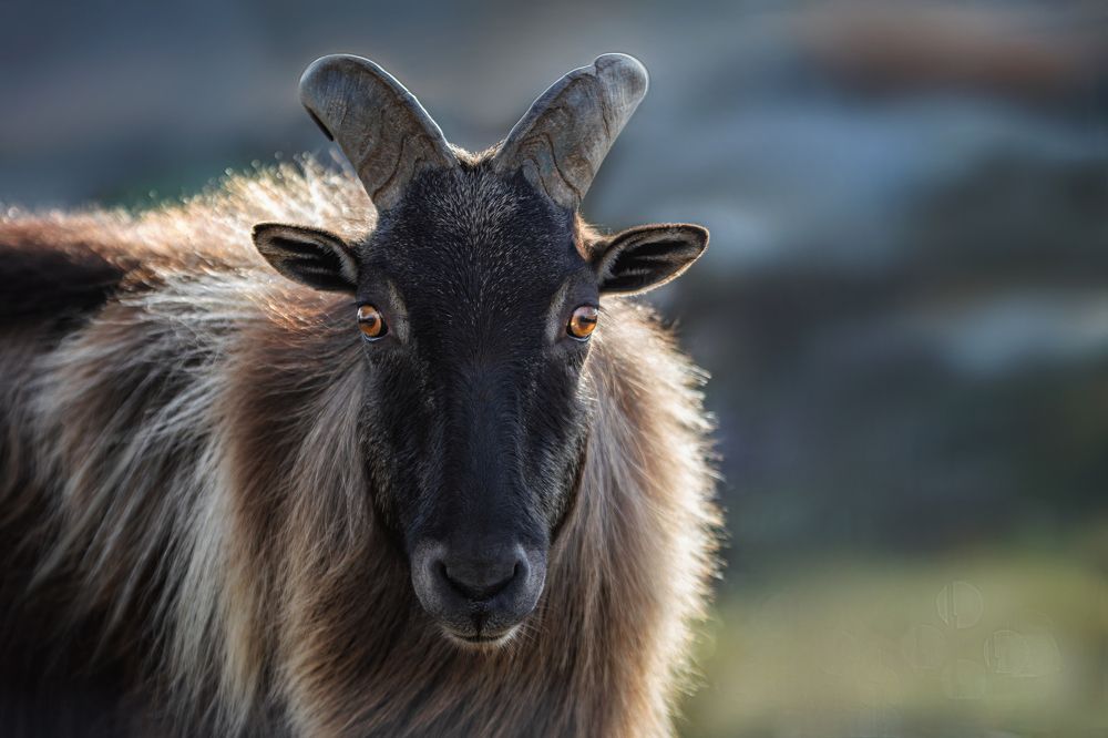 Фотография автора Зубкова Юлия
