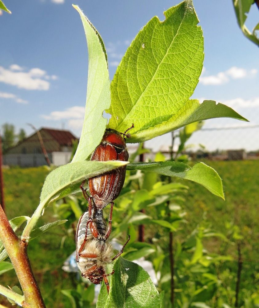 Photograph by Елена Казарина