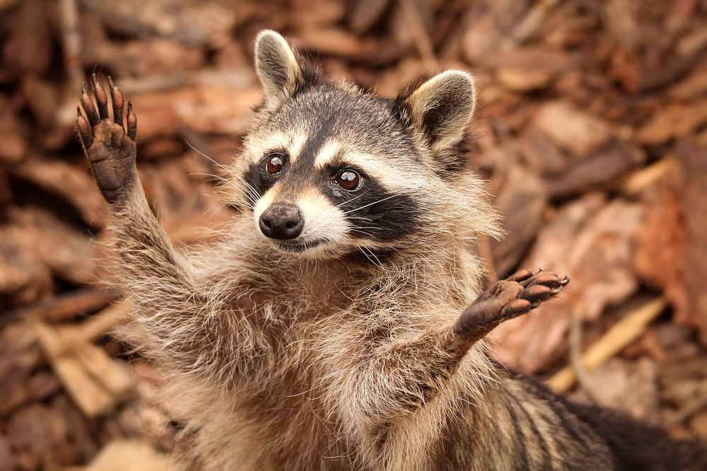 Photograph by Шруб (Беляева) Татьяна