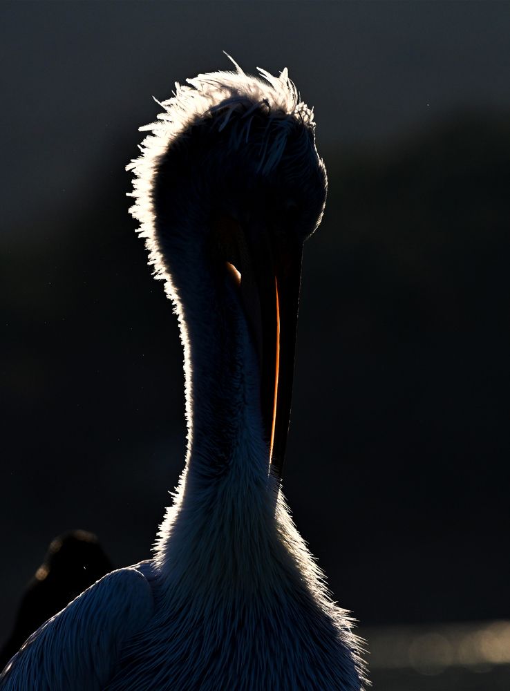 Photograph by nimalan subramaniam