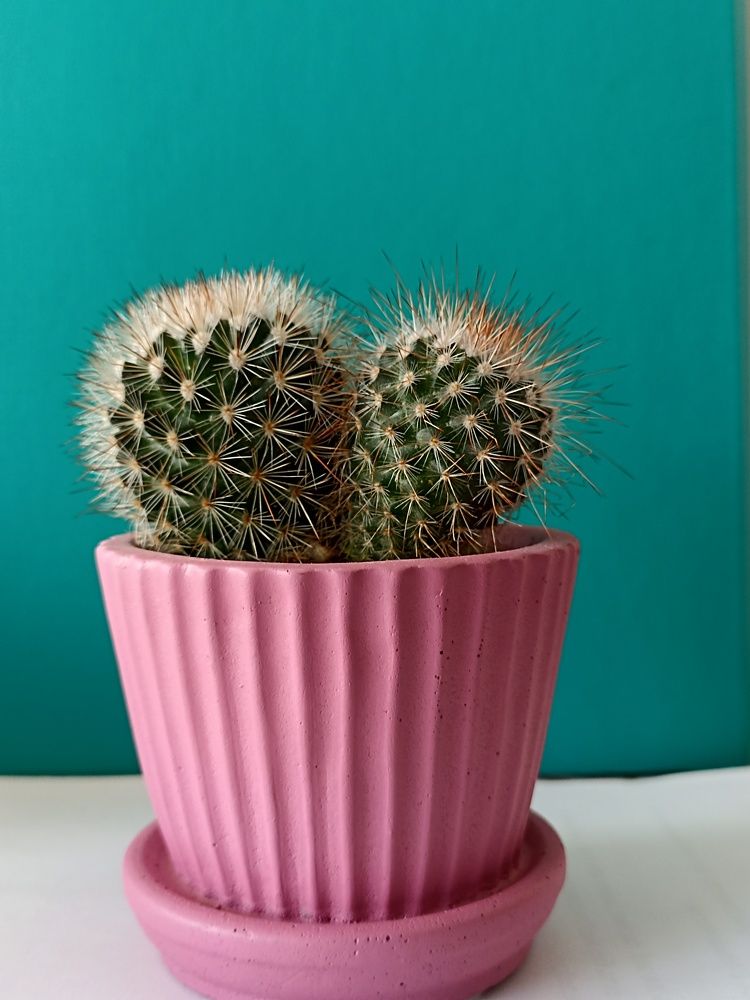 Photograph by Viktoryia М