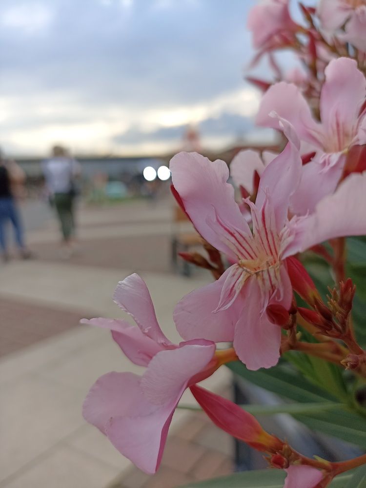 Photograph by Viktoryia М