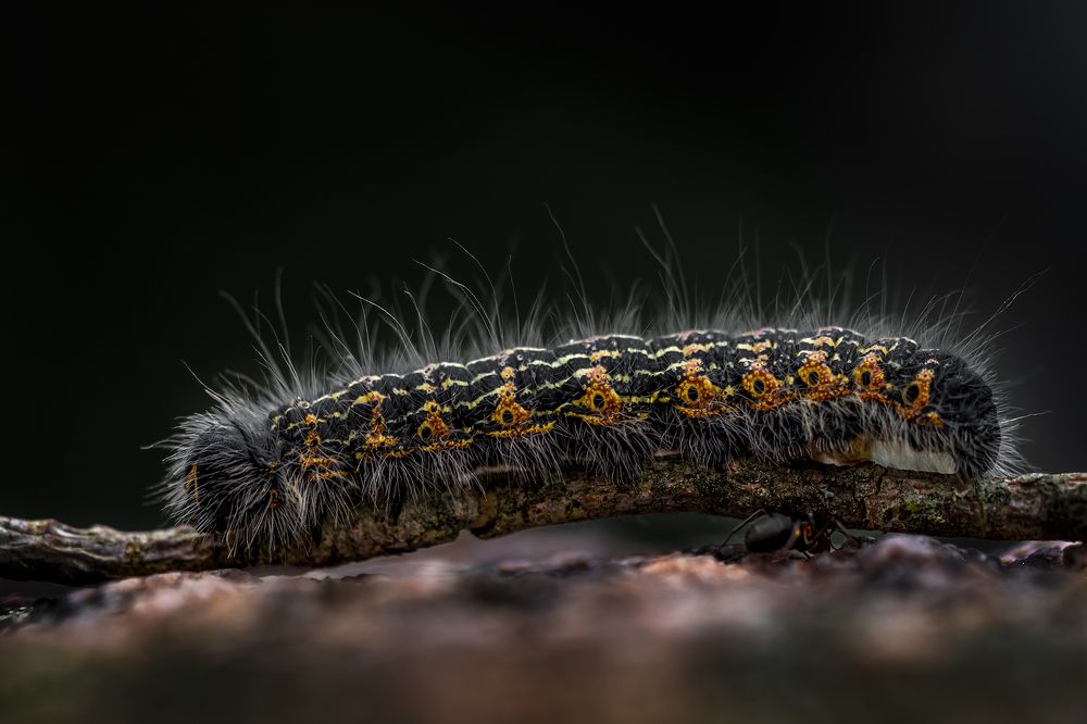 Photograph by Harri Vigelius