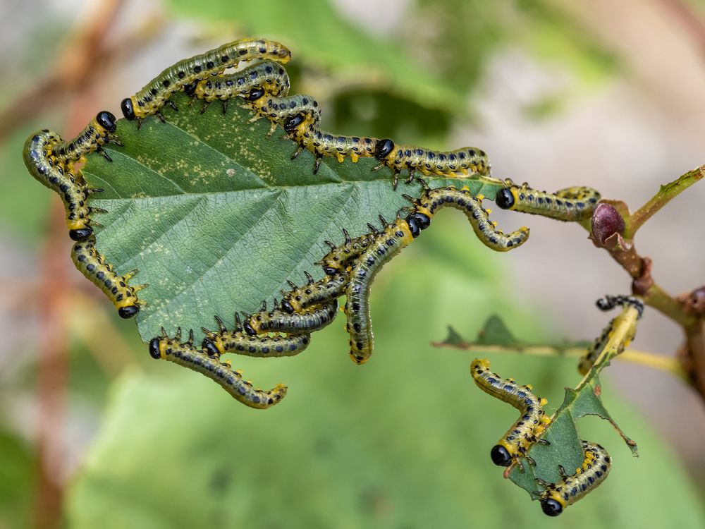 Photograph by Harri Vigelius