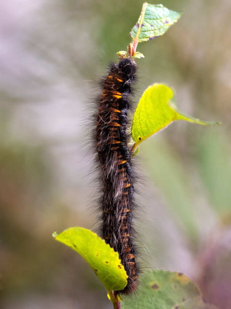 Photograph by Harri Vigelius