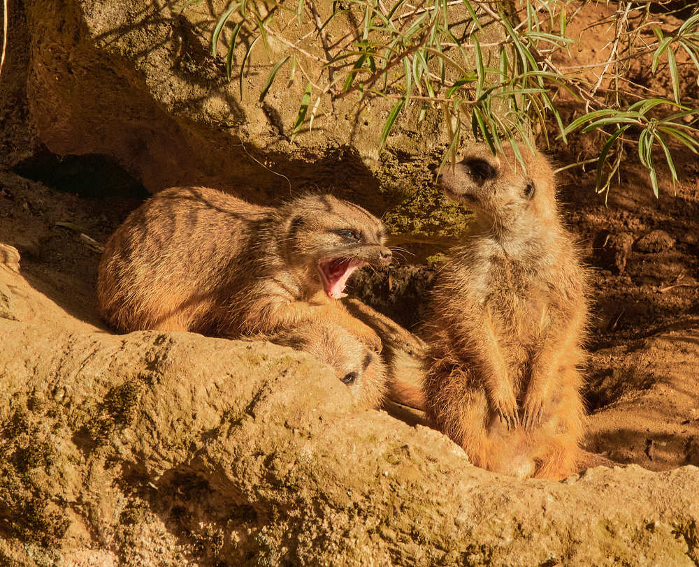 Фотография автора Ekaterina Palant