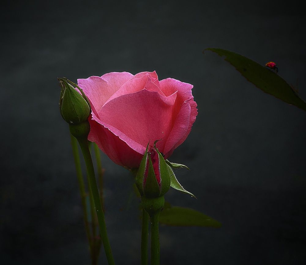 Photograph by Искандар Газизов