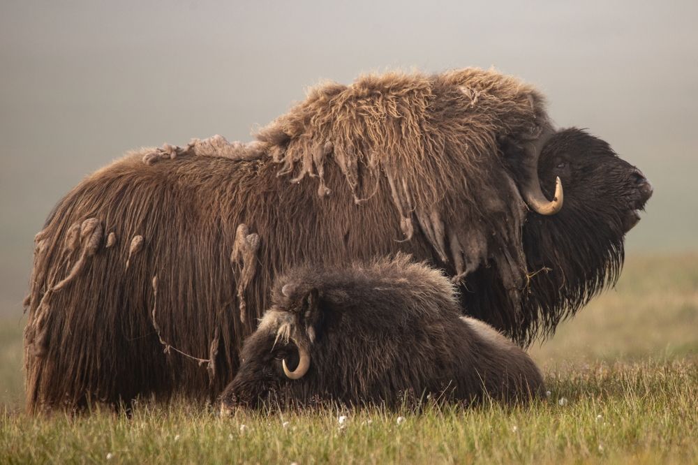 Фотография автора Boris Konovalov