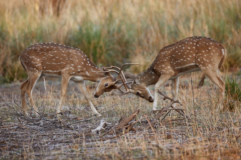 Фотография автора Boris Konovalov