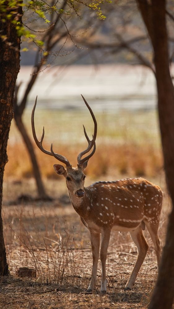 Фотография автора Boris Konovalov