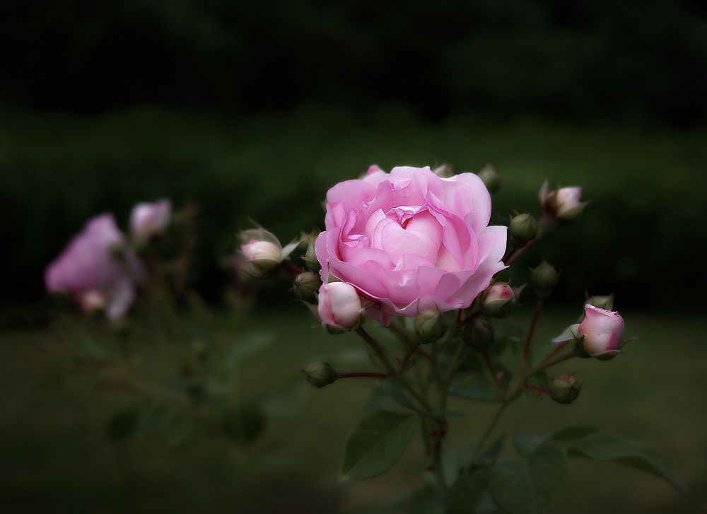 Photograph by Искандар Газизов