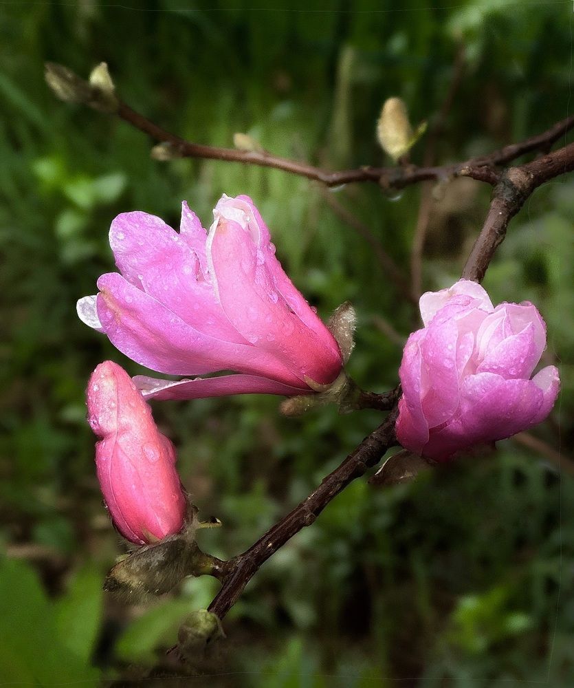 Photograph by Искандар Газизов