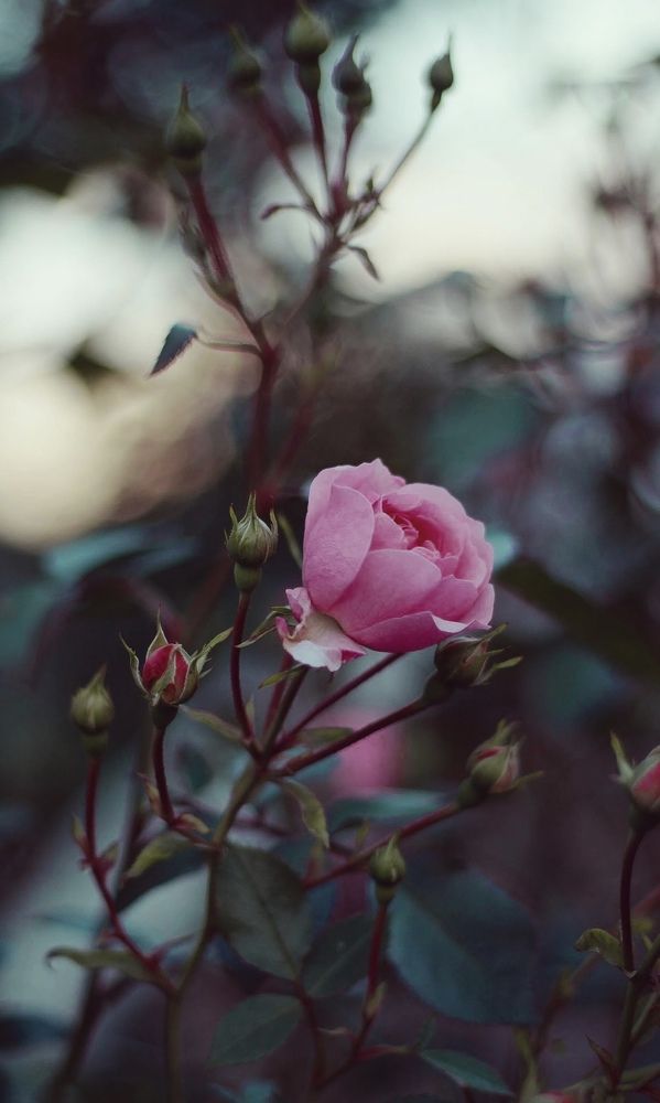 Photograph by ali bakhshi