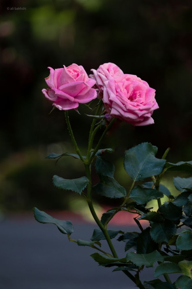 Photograph by ali bakhshi