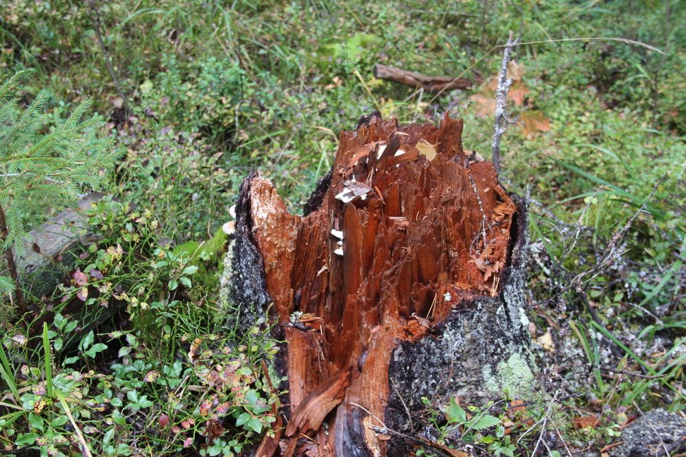 Photograph by Валентина