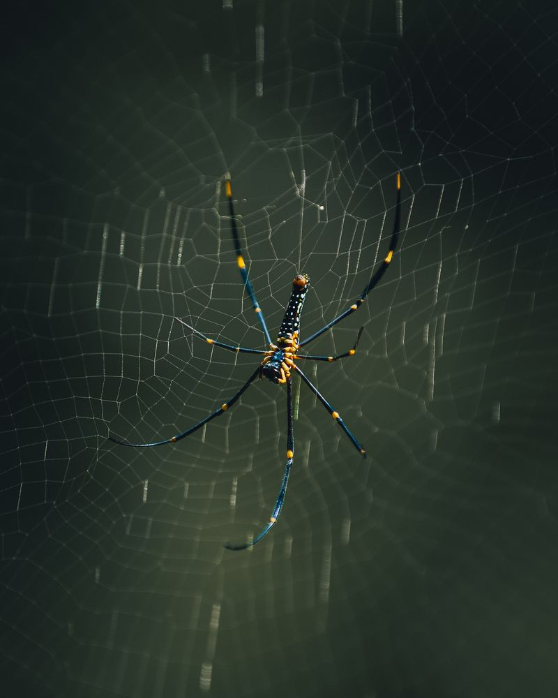 Photograph by Aminda Diyunuge