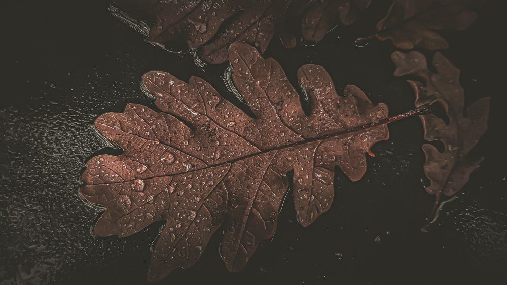 Photograph by Magic Helios