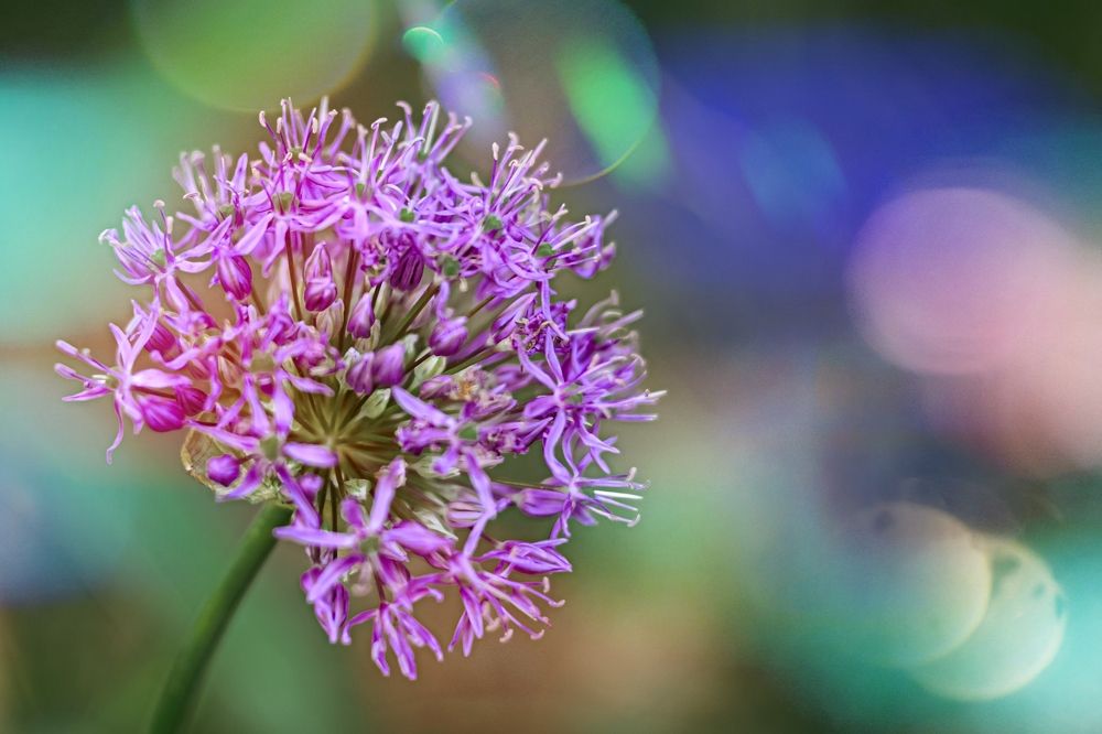 Photograph by Magic Helios