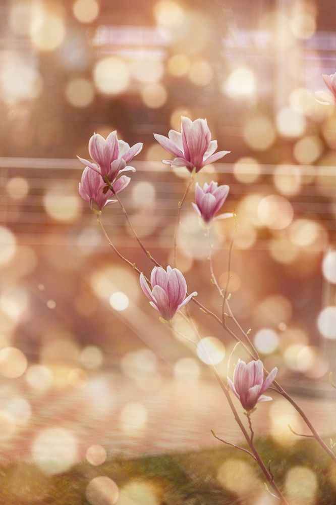 Photograph by Magic Helios