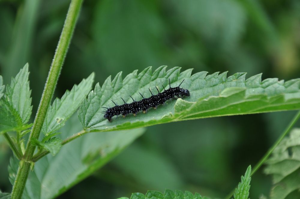 Фотография автора Сергей Чесноков