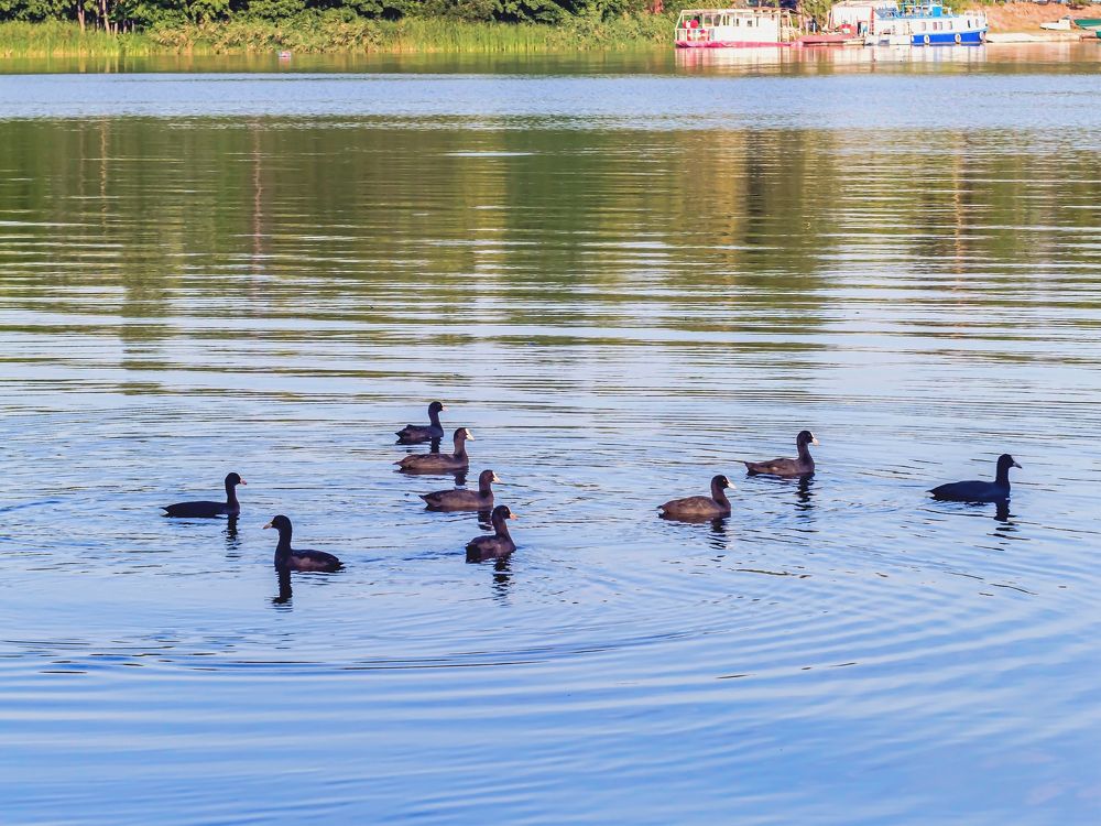 Проплывают..