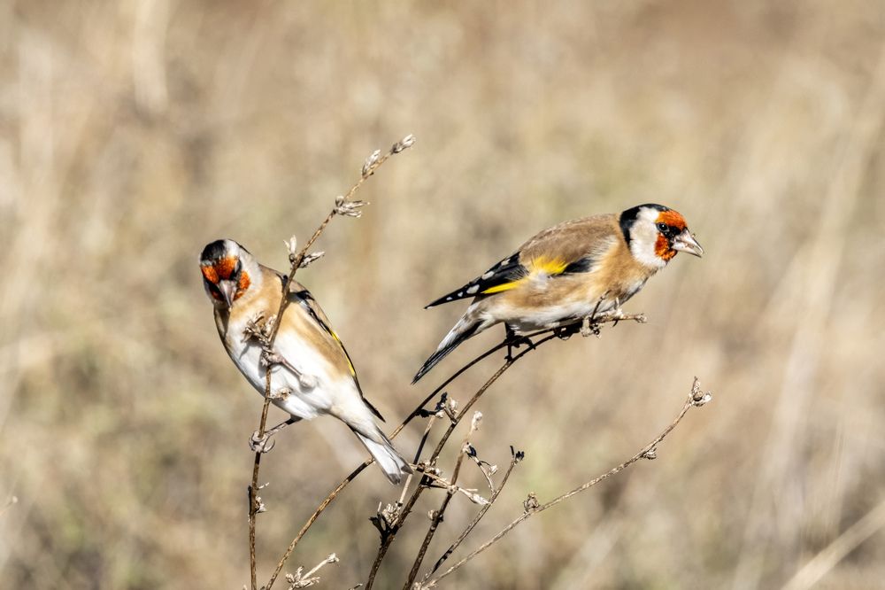 goldfinches