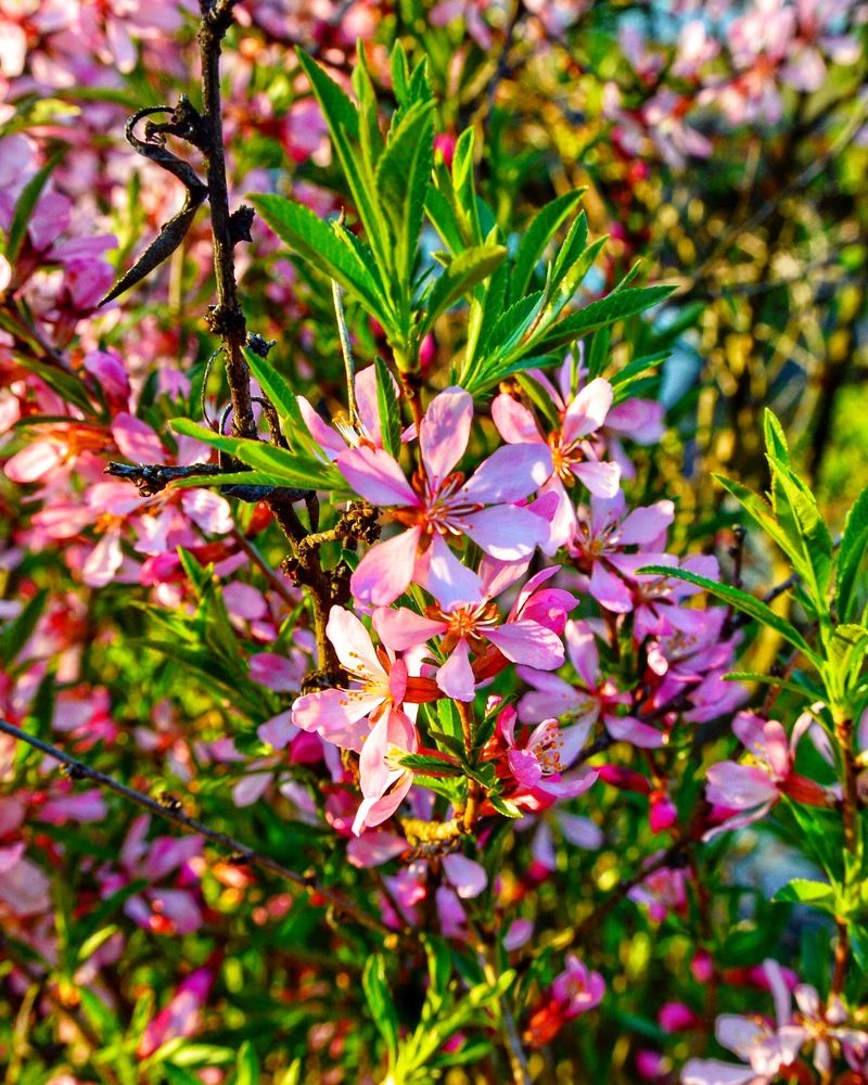 Миндаль в цвету