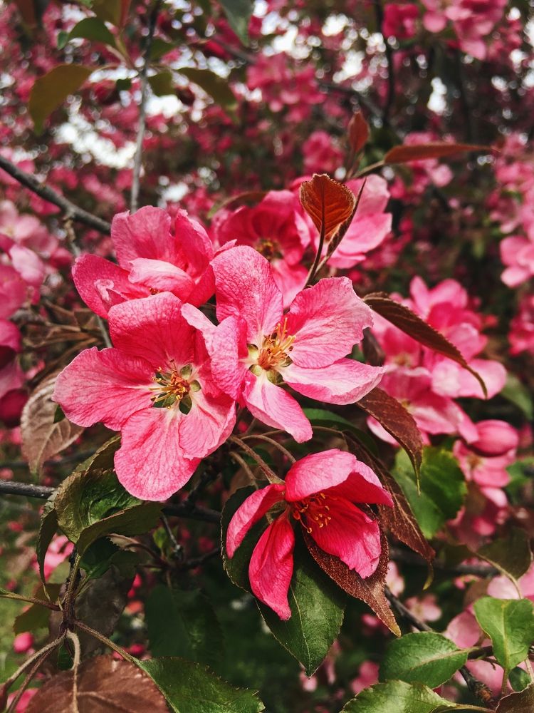 Яблоня в цвету