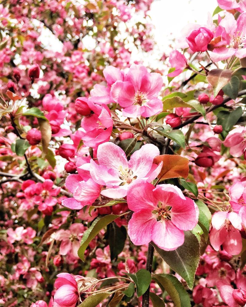 Яблоня в цвету