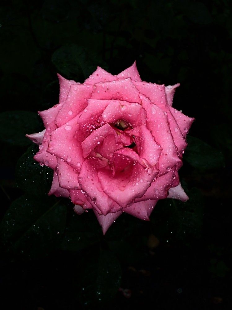 Розовая роза