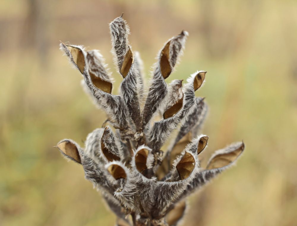 Раскрывшиеся семенники люпина.