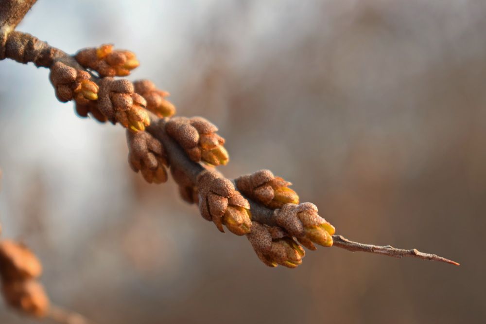 Почки облепихи.