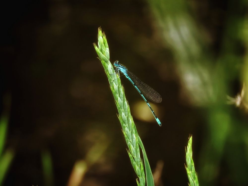 Стрекоза Стрелка-девушка