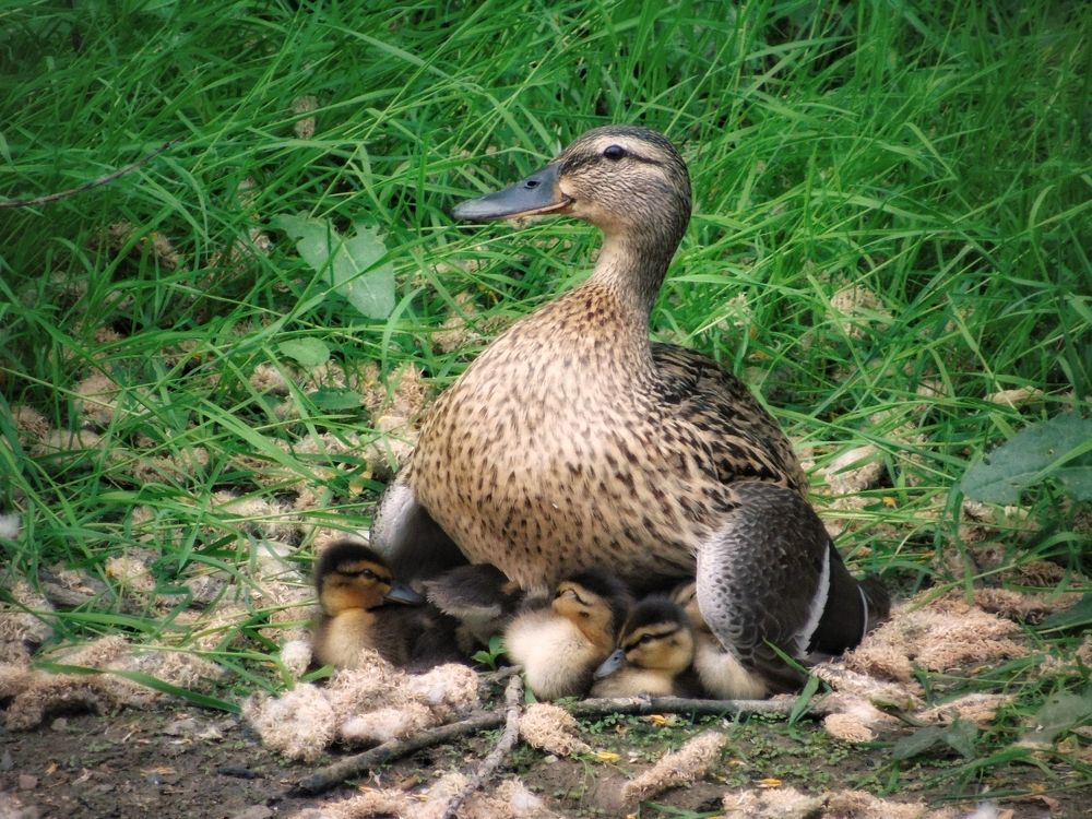 Кряква с утятами