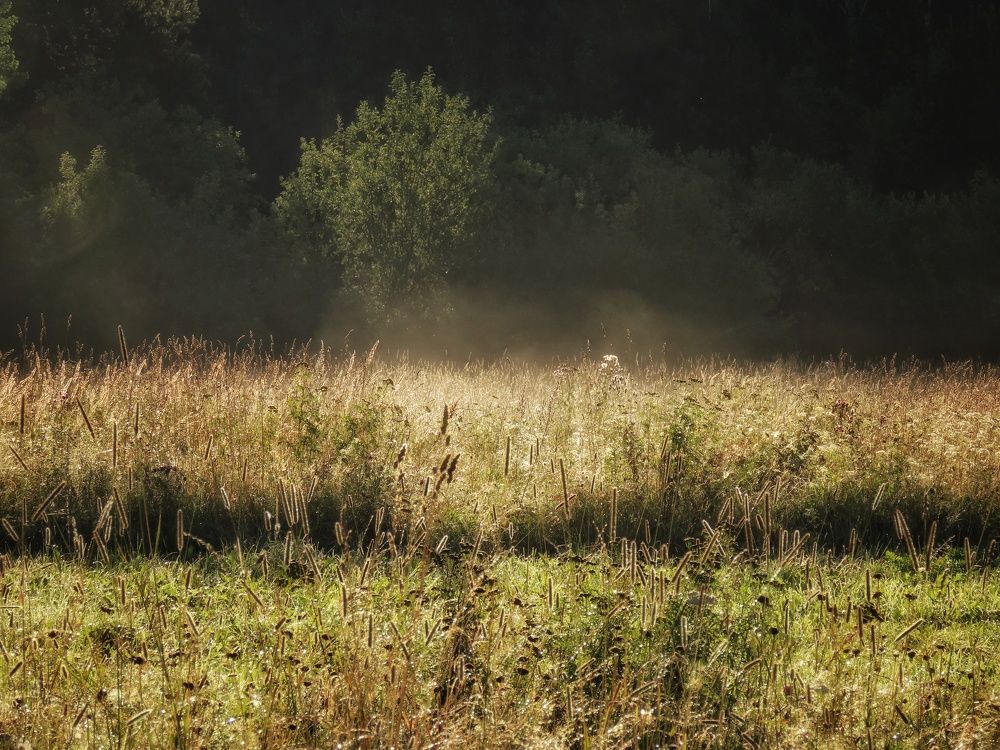 Летнее утро