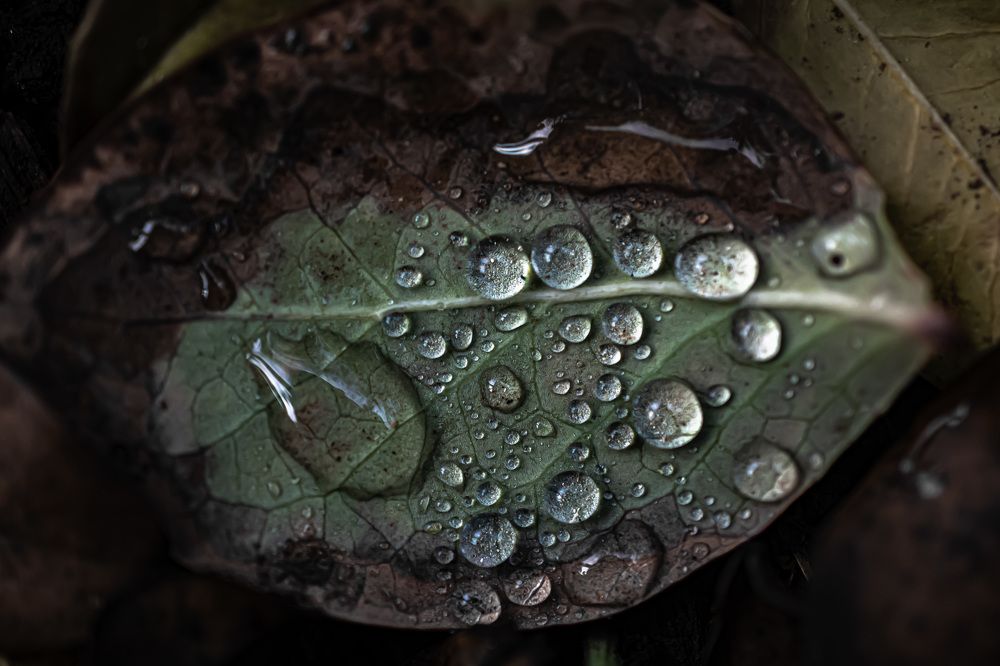 Photograph by Муза Латинская