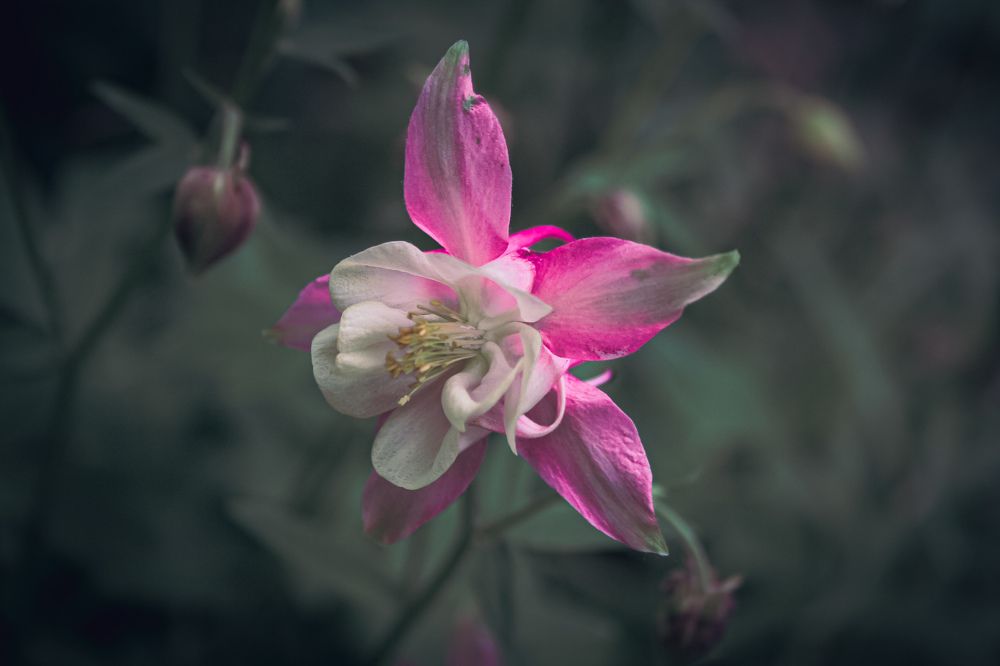 Photograph by Екатерина Никитина