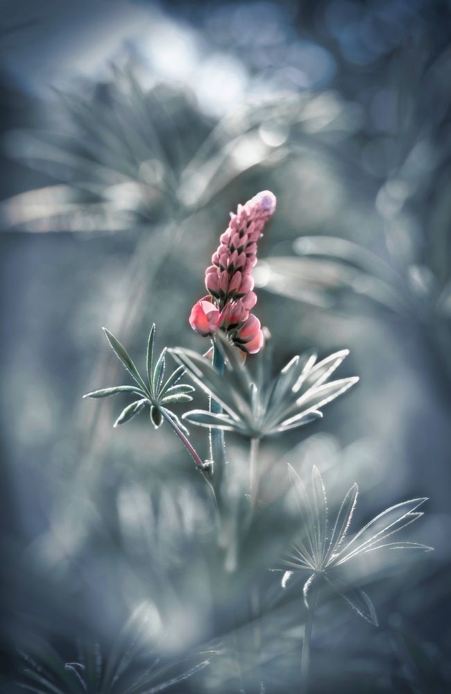 Photograph by Светлана Алексеева